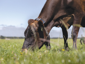 Cow collars a 'positive' for herd welfare