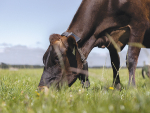Cow collars a &#039;positive&#039; for herd welfare