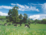 Planting a shelterbelt is an option for some livestock farmers to reduce the adverse effects of inclement weather.