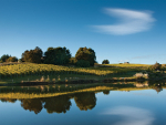 Altogether Unique: Distilling the essence of New Zealand wine