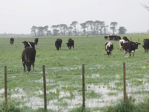 Sodden pastures could become a major feed issue for many lower North Island farmers even after the rain stops and growing conditions improve.