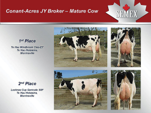 Mature cow category winners.