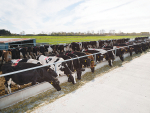 Some of the leading farmers used maize silage to manage their pasture and carry more cows to harvest more pasture.