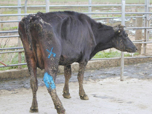 A ‘sad slur’ on dairy sector