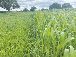 Cover crop for planting green demonstration.