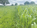 Cover crop for planting green demonstration.