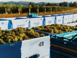 Jules Taylor Wines’ Clone 95 Chardonnay harvest at Meadowbank Vineyard, vintage 2026. Photo Credit: Fold in the Map Photography