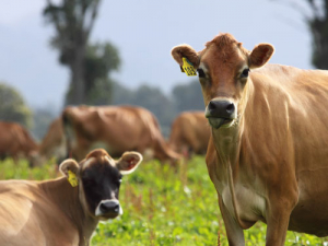 While many people have rested from the stresses of work over Christmas and the new year, reality can be different for farmers.