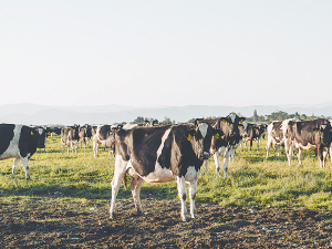 Liver biopsies will give you an accurate assessment of your animals’ mineral stores.