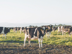 Setting calvers up for a top season