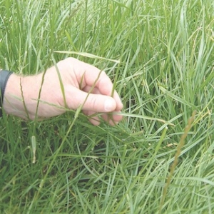 Putting every blade of pasture to optimum use.