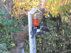 Picton Dawn Chorus