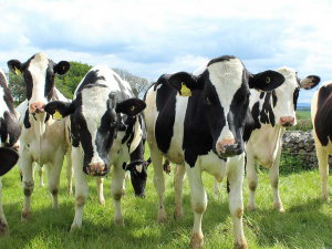 DairyNZ says it expects to find more infected herds.
