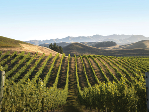 Rapaura Springs&#039; Blind River vineyard