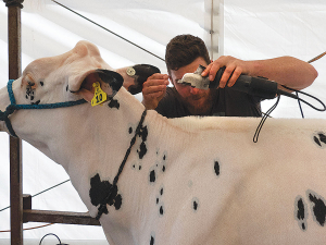 Not this year! Cattle fitter Brett Barclay is all concentration as he prepares an animal for the dairy ring on the first day of the 2018 New Zealand Agricultural Show in Christchurch.