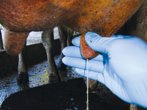 Intensive treatment of first-time mastitis may help prevent recurrence.