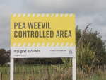 Another pea weevil free year will help