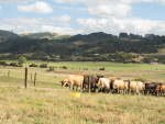 Some cows may look fine, while the true damage shows up months later as more late calvers and higher empty rates.
