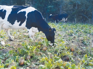 Beets have become popular feed for cows.