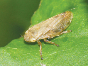 Meadow spittlebug: The meadow spittlebug has a wide distribution in and around our grape growing districts.