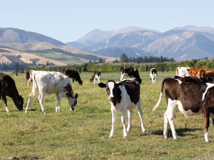 Farmed livestock and dogs can be vaccinated against leptospirosis.