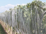 Grape bunches become progressively more susceptible to Botrytis infection as harvest approaches.