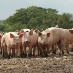 Field day for winning pig farm 