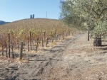 Years of drought are having a major impact on the Californian wine industry.