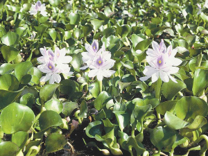 Water hyacinth is a serious water weed and is infamous for its invasive, fast-growing nature.