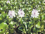 Water hyacinth is a serious water weed and is infamous for its invasive, fast-growing nature.