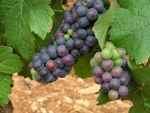 Pinot Central spring release