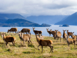 Sales of New Zealand chilled venison are growing.