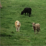 Sheep and beef farmers leading change