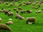 The 7250 bales of North Island wool on offer saw a 72% clearance with most types easing further.