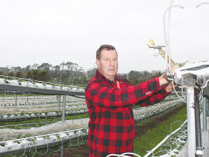 Strawberry Growers NZ chairman Anthony Rakich says the past two years have been a tough time for the industry.