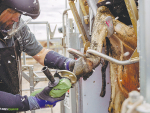 Regular hoof trimming keeps animals on a good footing, minimises stress and results in maximum production.