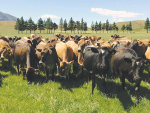 BVD is costing the cattle industry $150m annually in production losses.