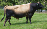 The top bull on the Jersey RAS List, LIC’s 312034 Okura Goldie Index.