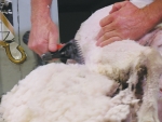 The $7.50/kg lambs wool contract on offer is $1.25/kg above last season’s price.