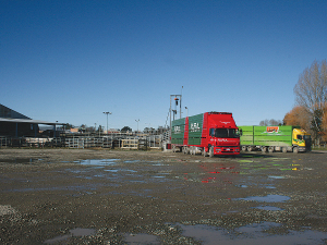 Ensuring cows are ok to transport