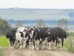 Sharemilkers and dairy herd owners are being advised to get their livestock sorted for the upcoming &#039;gypsy day&#039; move.