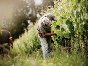 Central Otago Hosts Organic &amp; Biodynamic Wine Conference 2027
