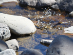 The Rangitikei Rivers Catchment Collective’s (RRCC) Mangawharariki sub-catchment group landowners have been monitoring the water quality monthly since January 2020.