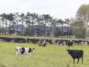 In parts of Manawatu cows are just in a paddock being fed supplement.