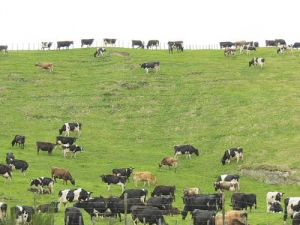 WRC has warned its first sheep and beef farmer for breaching N levels in the Lake Taupo catchment.