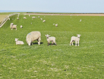 The research is investigating whether lambs born to hoggets can be bred as ewe lambs and that their lifetime performance will be similar to ewe lambs born to mixed-age ewes.