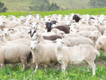 Sheep with finer wool, greater tolerance for hot weather, top meat quality traits, as well as lower methane emissions is the goal behind the ‘Sheep of the Future’ programme.