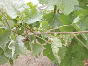 Powdery mildew in the flagshoots of a vine.