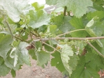 Powdery mildew in the flagshoots of a vine.