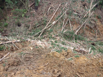 Forestry company fined $112,500 for evironmental breaches near Waihi